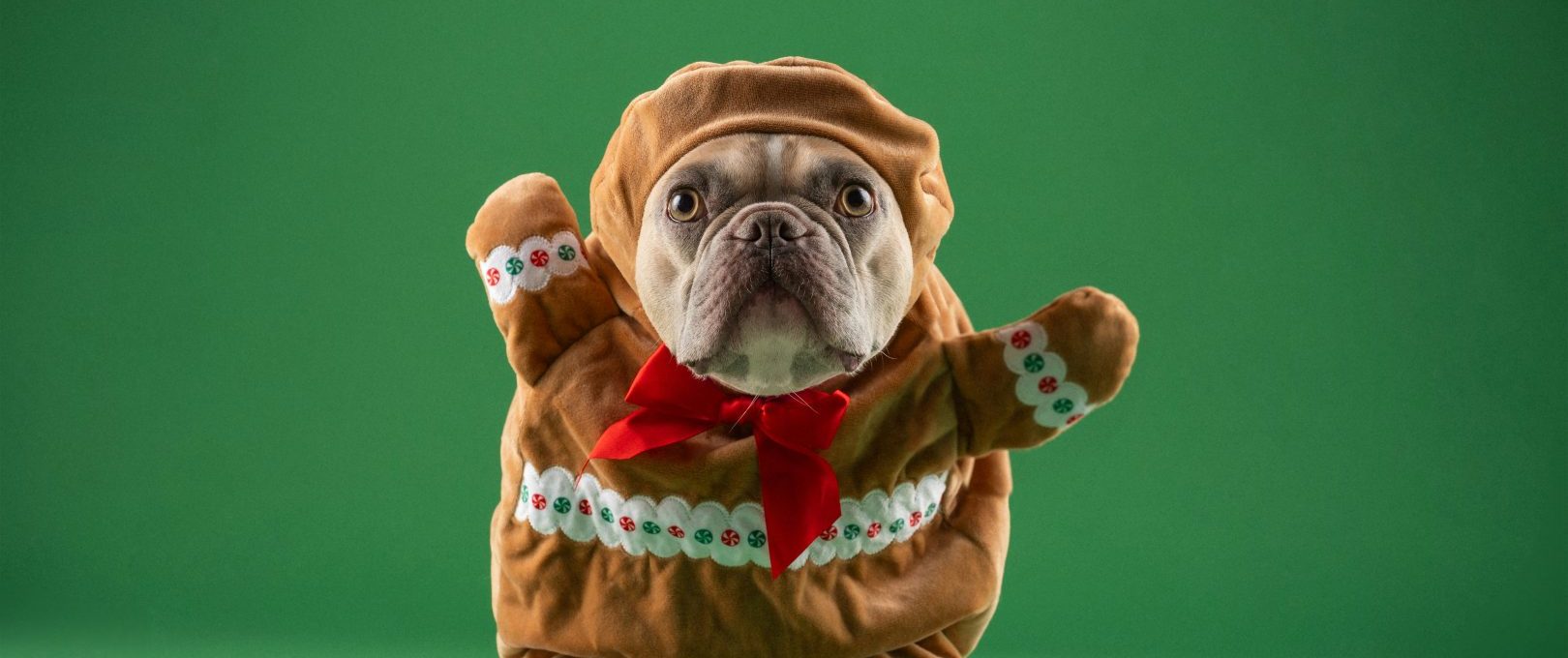 a dog dressed up as a gingerbread man at The  Hive