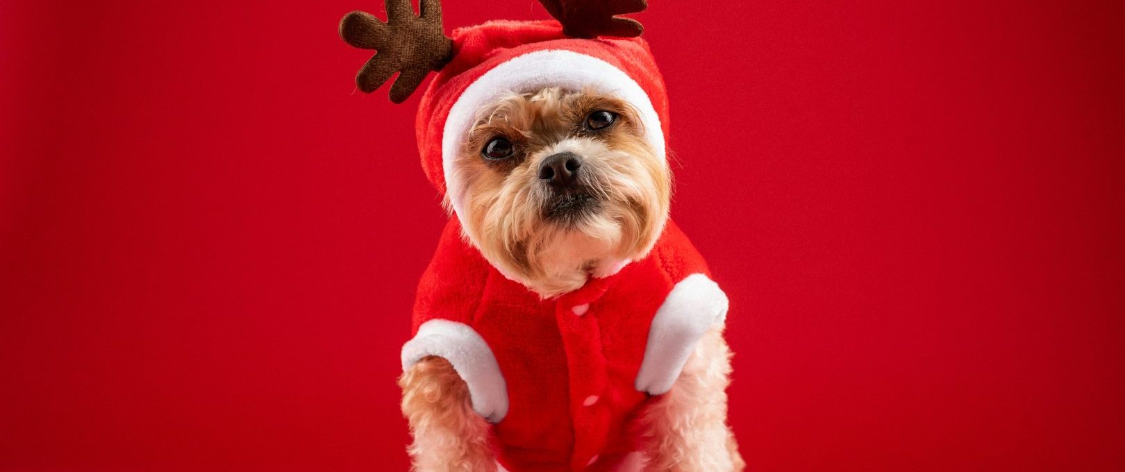 a small dog dressed in a reindeer outfit at The  Hive